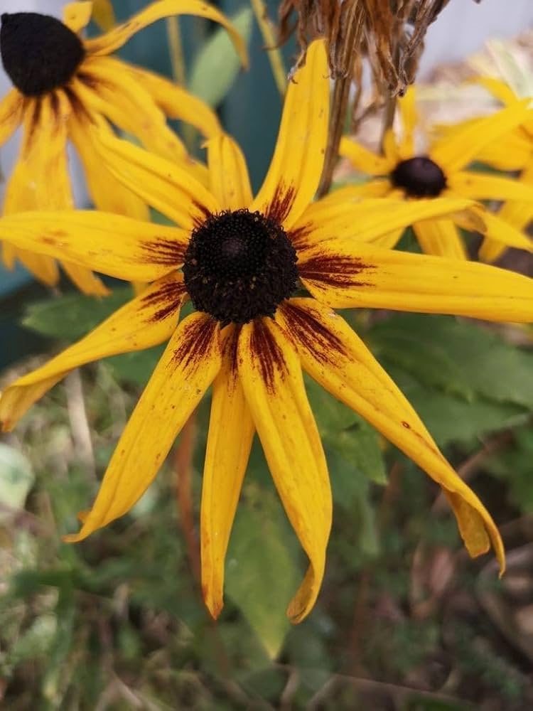 Susan Flower seeds for Planting - Drought Tolerant, Heirloom & GMO Free Seeds for Home Garden