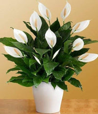 Spathiphyllum Flower seeds for Planting Cottage Garden Essential Heirloom & GMO Free Seeds for Home Garden