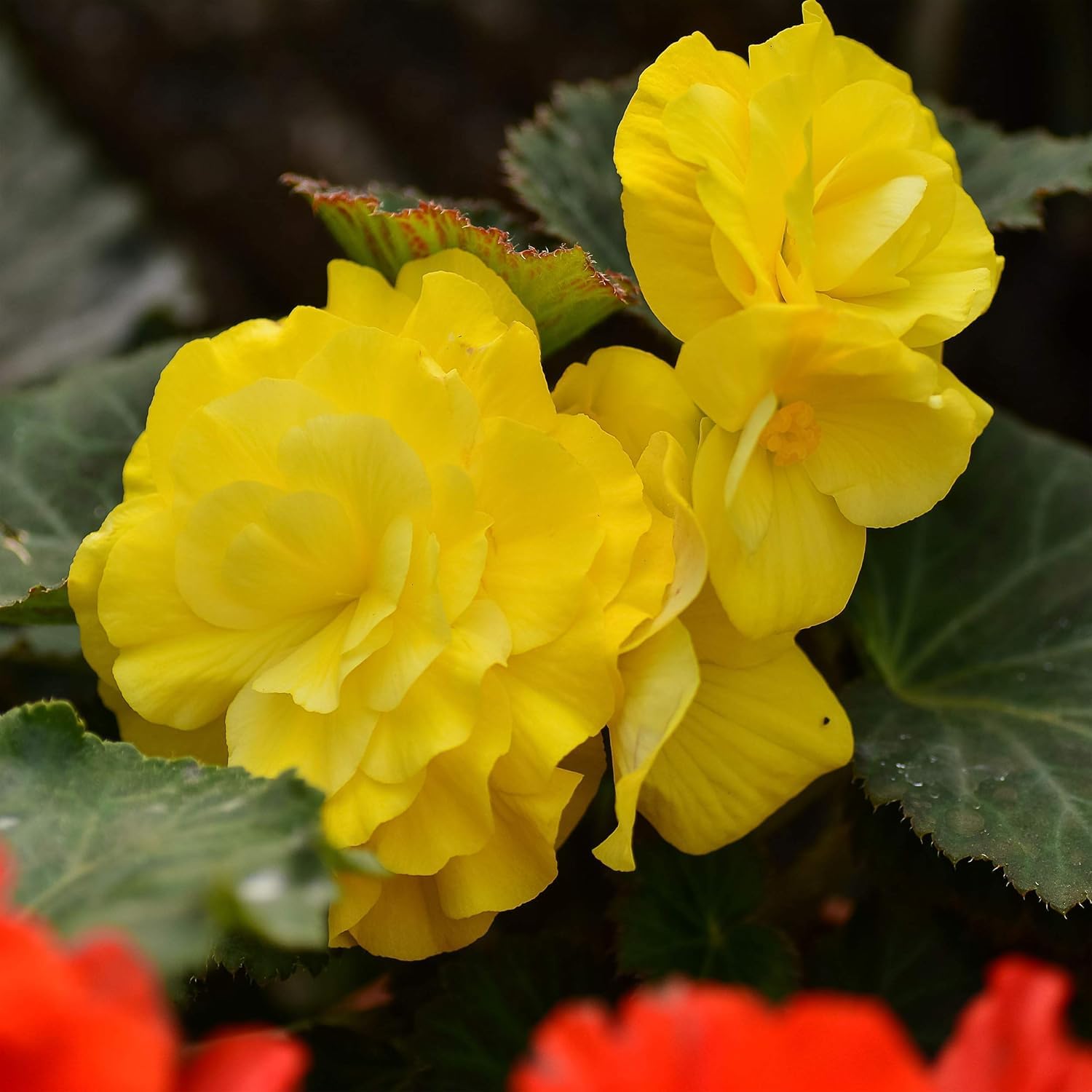 Light Yellow Begonia Flower seeds for Planting - Drought Tolerant, Heirloom & GMO Free Seeds for Home Garden