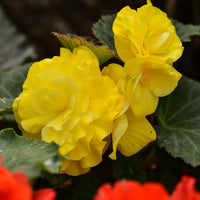 Light Yellow Begonia Flower seeds for Planting - Drought Tolerant, Heirloom & GMO Free Seeds for Home Garden