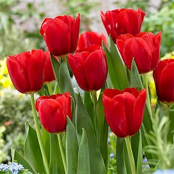 Red Tulip Flower Seeds for Planting Sun Loving Heirloom & GMO Free Seeds for Home Garden
 
 Sale