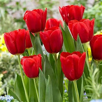 Red Tulip Flower Seeds for Planting Sun Loving Heirloom & GMO Free Seeds for Home Garden
 
 Sale