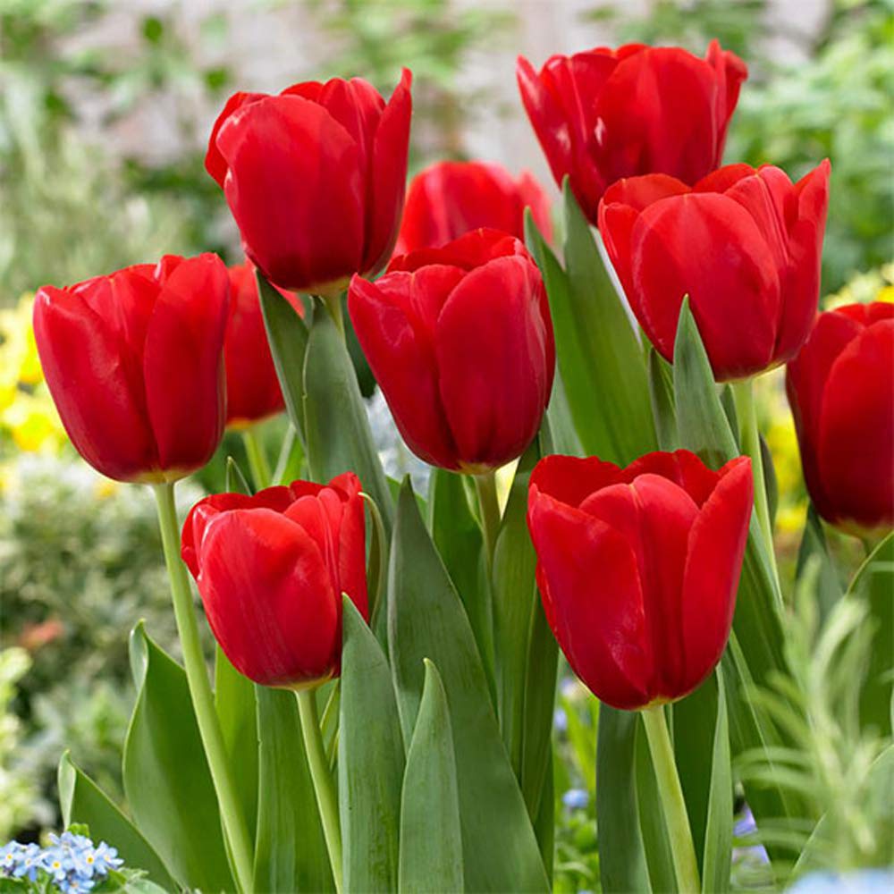 Red Tulip Seeds for Planting and Flowering Garden