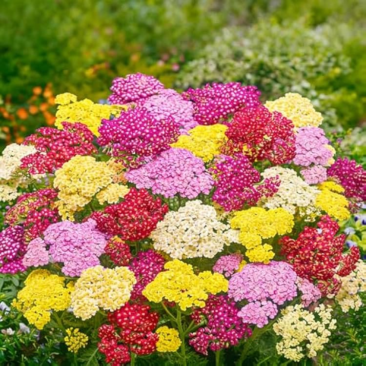 Mixed Yarrow Flower seeds for Planting - Easy to Grow, Heirloom & GMO Free Seeds for Home Garden
