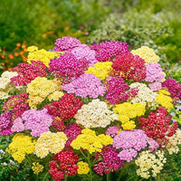Mixed Yarrow Flower seeds for Planting - Easy to Grow, Heirloom & GMO Free Seeds for Home Garden