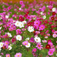 Crazy Mix Cosmos Flower seeds for Planting - Perfect for Borders, Heirloom & GMO Free Seeds for Home Garden