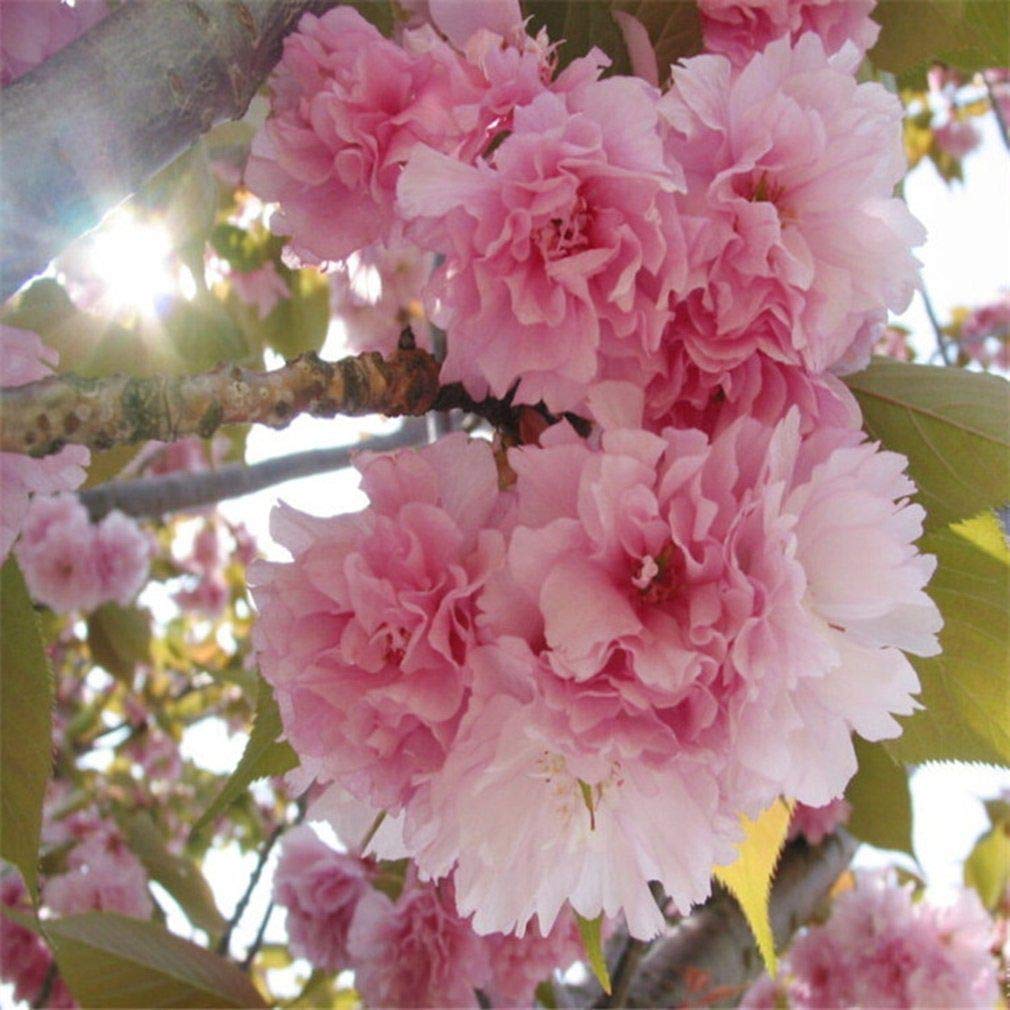 Pink Fraseri Serrulata Flower seeds for Planting - Perfect for Borders, Heirloom & GMO Free Seeds for Home Garden