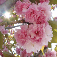 Pink Fraseri Serrulata Flower seeds for Planting - Perfect for Borders, Heirloom & GMO Free Seeds for Home Garden