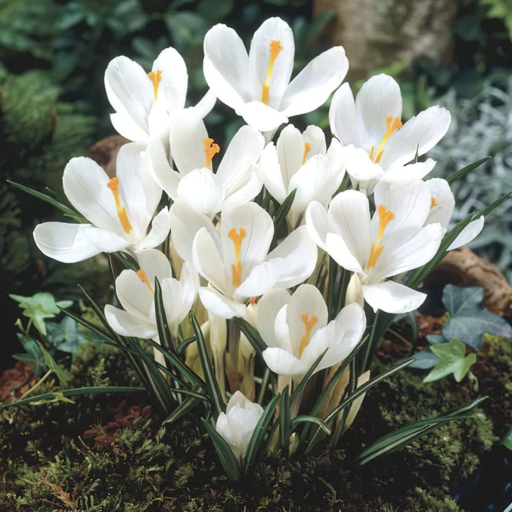 White Crocus Flower seeds for Planting - Premium Quality, Heirloom & GMO Free Seeds for Home Garden
 
 Sale