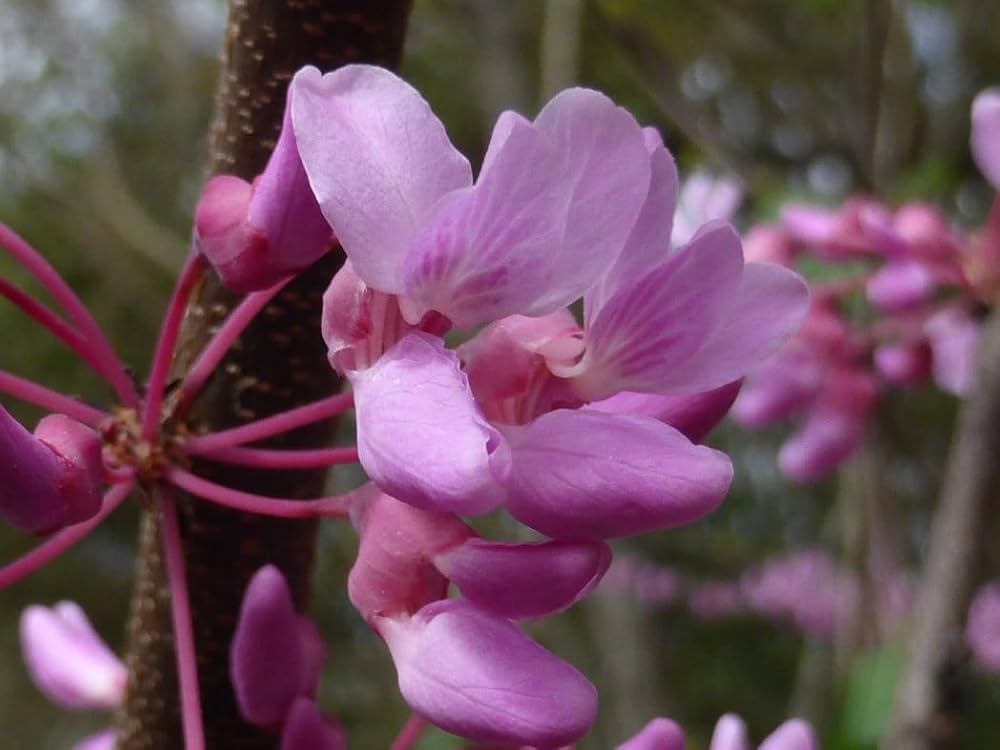 Pink Canadensis Flower seeds for Planting Low Maintenance Heirloom & GMO Free Seeds for Home Garden 
 
 Sale