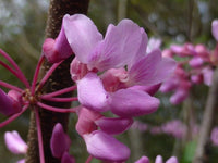 Pink Canadensis Flower seeds for Planting Low Maintenance Heirloom & GMO Free Seeds for Home Garden 
 
 Sale