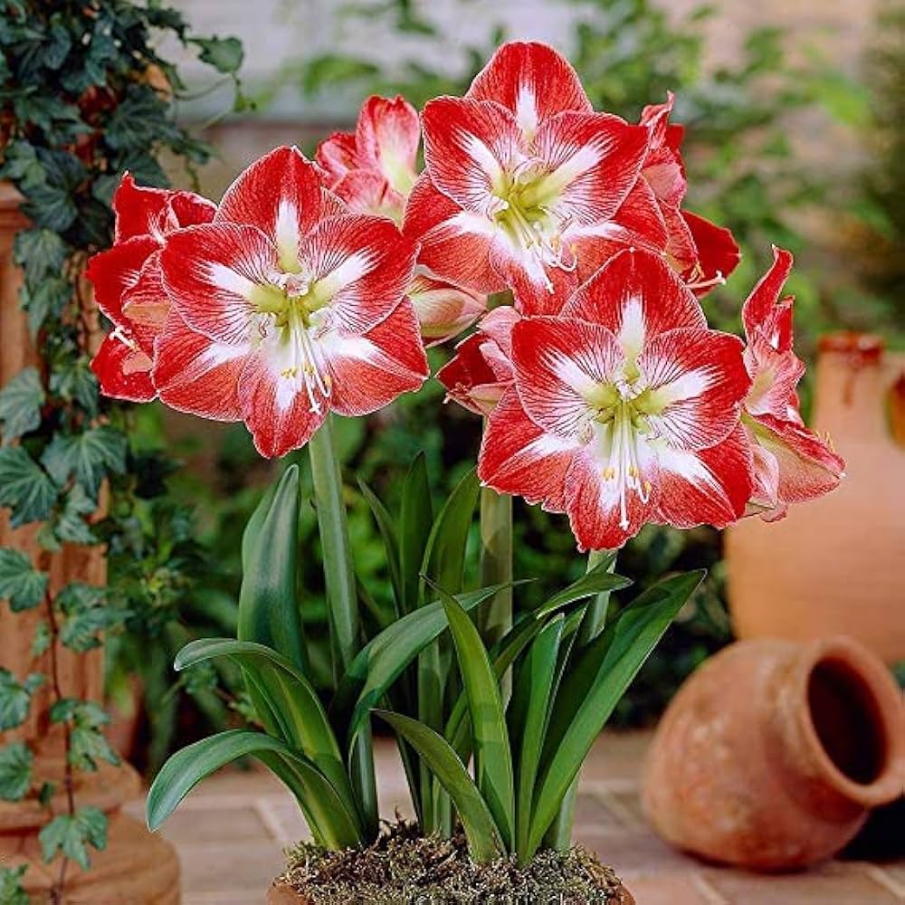 Red White Amaryllis Flower Seeds for Garden Hardy Variety Heirloom & GMO Free Seeds for Home Garden
 
 Sale