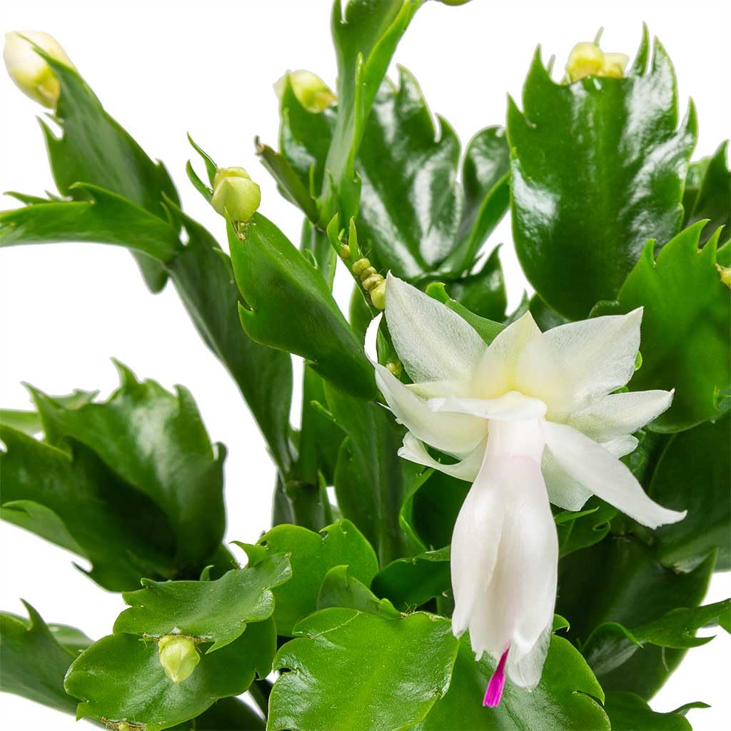 White Zygocactus Flower seeds for Planting - Easy to Grow, Heirloom & GMO Free Seeds for Home Garden