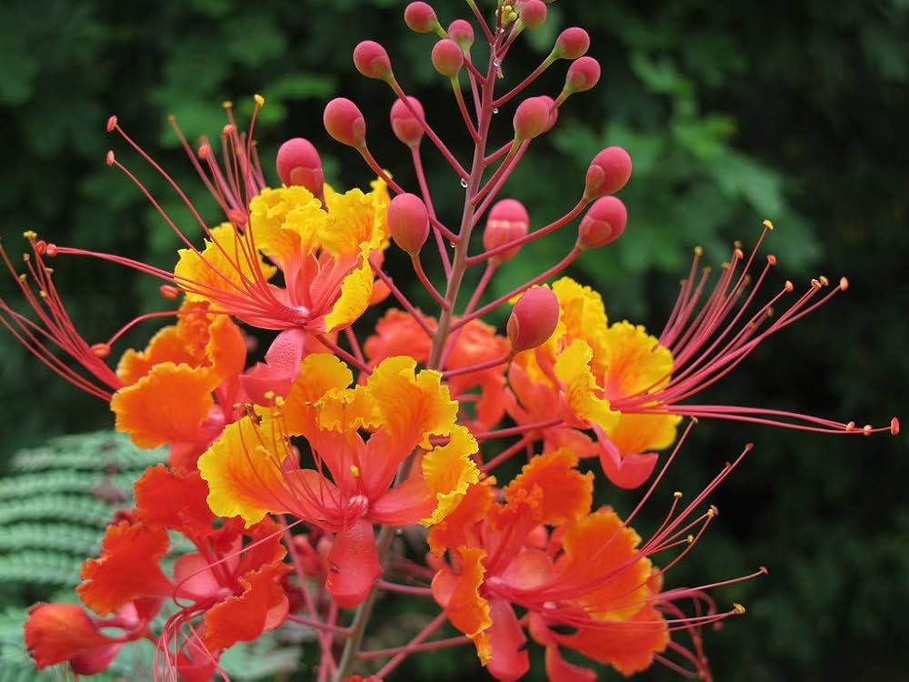 Caesalpinia Flower seeds for Planting Seasonal Bloomer Heirloom & GMO Free Seeds for Home Garden