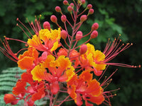 Caesalpinia Flower seeds for Planting Seasonal Bloomer Heirloom & GMO Free Seeds for Home Garden