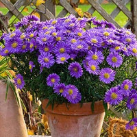 Lavender Aster Flower seeds for Planting - Garden Favorite, Heirloom & GMO Free Seeds for Home Garden