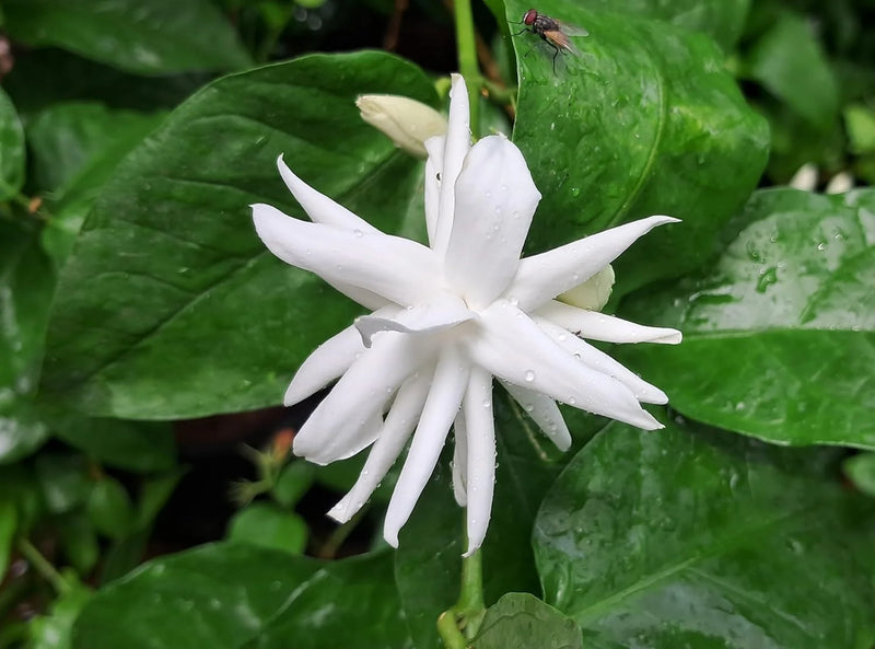 Arabian Jasmine Jasminum sambac Flower Seeds for Planting in Garden