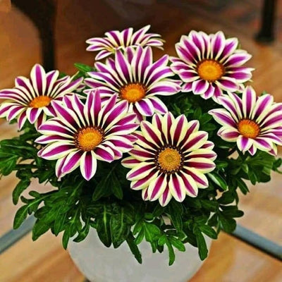 100 Pcs