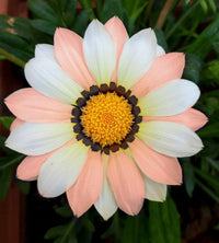 Cream Orange Gazania Flower Seeds for Planting Long Bloom Season Heirloom & GMO Free Seeds for Home Garden
 
 Sale