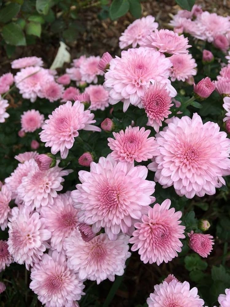 Rare Pink Chrysanthemum Flower seeds for Planting - Drought Tolerant, Heirloom & GMO Free Seeds for Home Garden