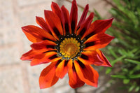 Talent Reds Gazania Gazania rigens Seeds for Planting home garden flower bed