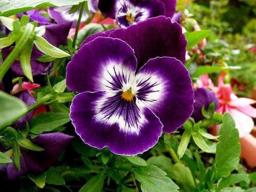 Purple Pansy Flower Seeds for Planting Easy to Grow Heirloom & GMO Free Seeds for Home Garden
 
 Sale