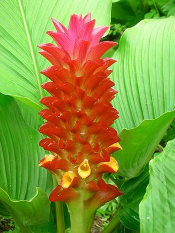 Curcuma Orange Flower Planting Seeds  Vibrant Garden Color