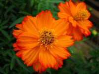 Cosmos Lucky Ring Flower Seeds for a Ring of Colorful Blooms