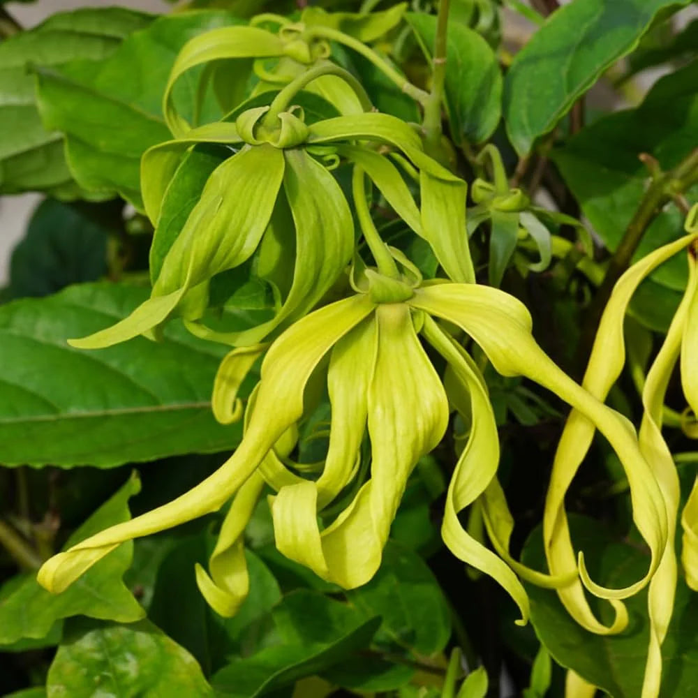 Cananga Odorata Flower seeds for Planting - Bright Blooms, Heirloom & GMO Free Seeds for Home Garden
