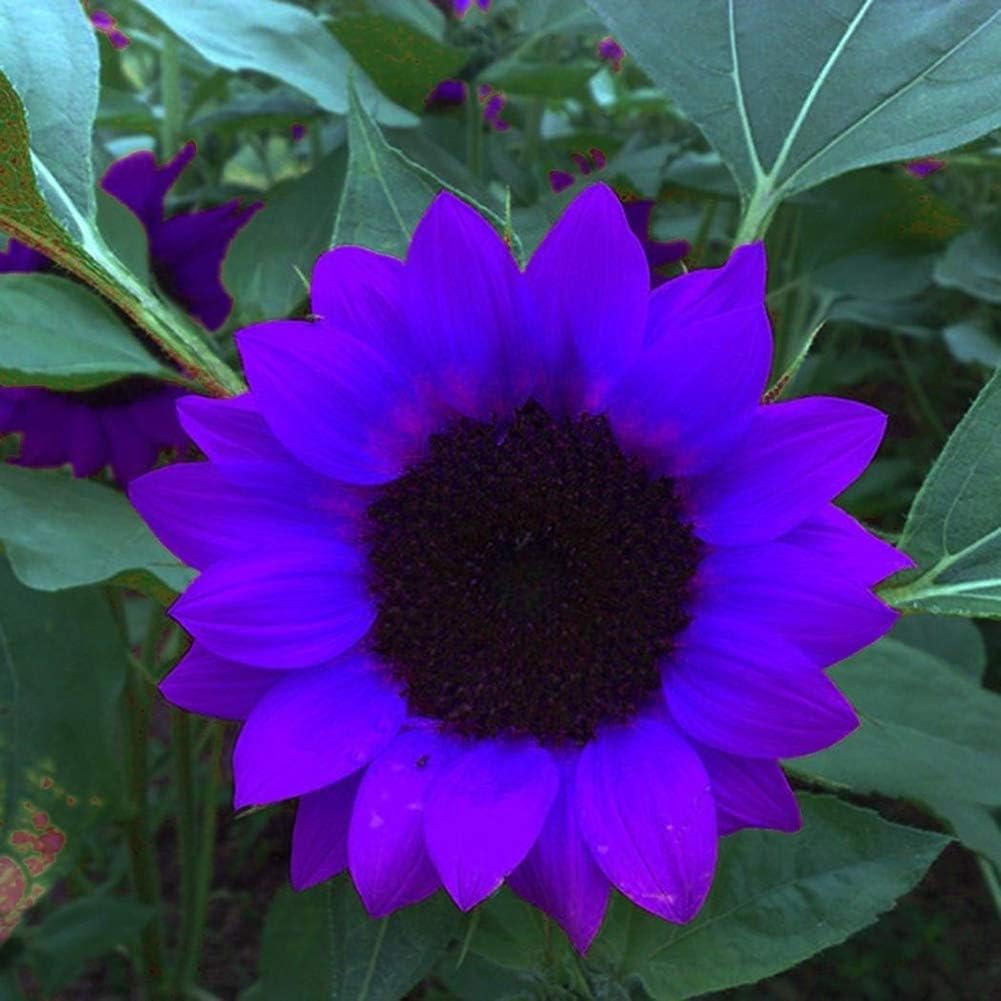 Purple Sunflower Seeds - Enchanting Blooms For Your Garden Best Selling