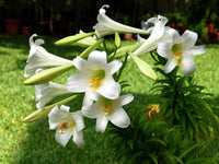 Lilium Longiflorum Flower seeds for Planting Premium Quality Heirloom & GMO Free Seeds for Home Garden