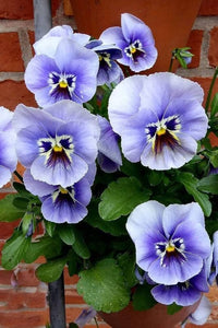 White Blue Pansy Flower Seeds for Planting Shade Tolerant Heirloom & GMO Free Seeds for Home Garden
 
 Sale