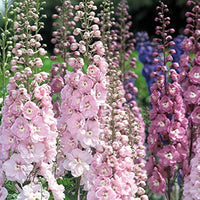 Delphinium Flower seeds for Planting - Cottage Garden Essential, Heirloom & GMO Free Seeds for Home Garden