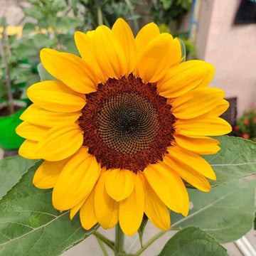 Chianti Sunflower Seeds for Planting Helianthus Annuus flower bed pollinator garden
