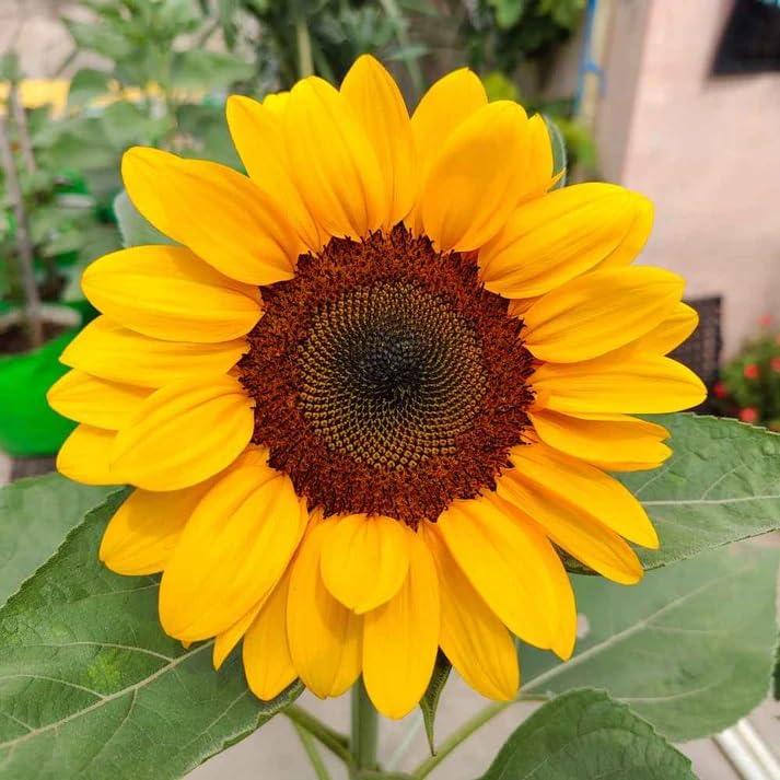 Chianti Sunflower Seeds for Planting Helianthus Annuus flower bed pollinator garden