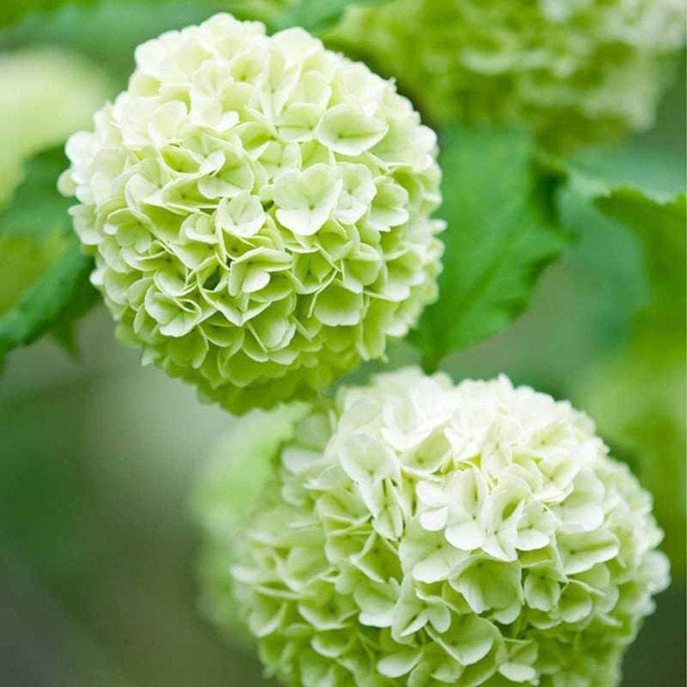 Hydrangea Flower seeds for Planting - Wildflower Mix, Heirloom & GMO Free Seeds for Home Garden
 
 Sale for planting in home garden