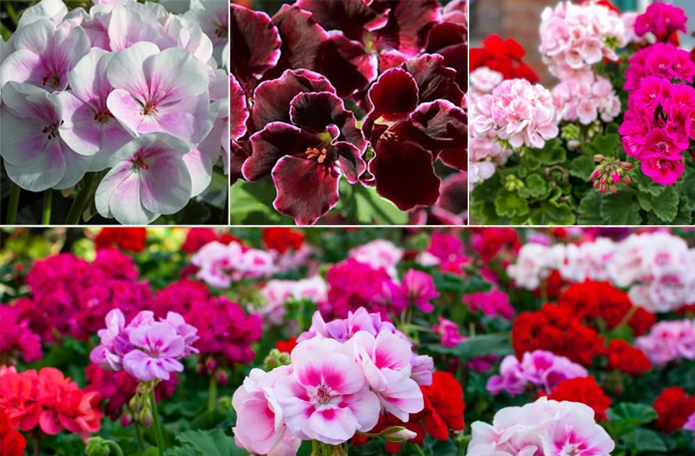 Pelargonium Flower seeds for Planting Colorful Display Heirloom & GMO Free Seeds for Home Garden