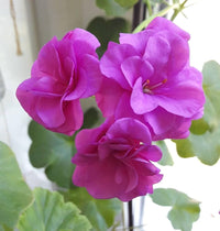 Violet Pink Geranium Flower Seeds for Planting Long Bloom Season Heirloom & GMO Free Seeds for Home Garden
 
 Sale