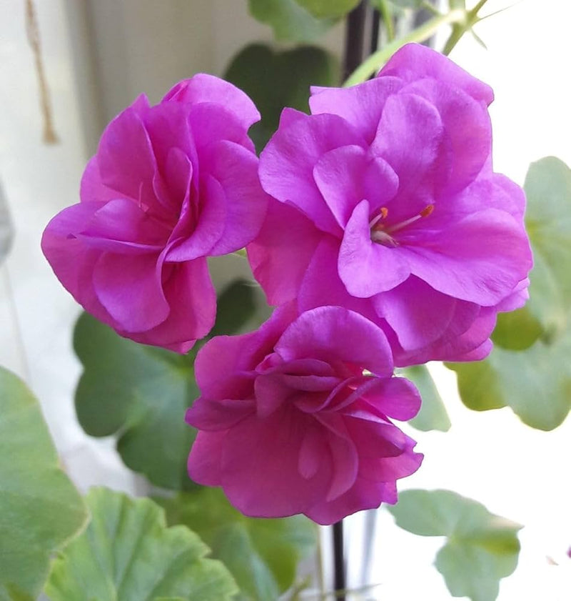 Violet Pink Geranium Flower Seeds for Planting Long Bloom Season Heirloom & GMO Free Seeds for Home Garden
 
 Sale