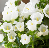 Campanula Canterbury Double White Bell Seeds for Graceful White Flowers