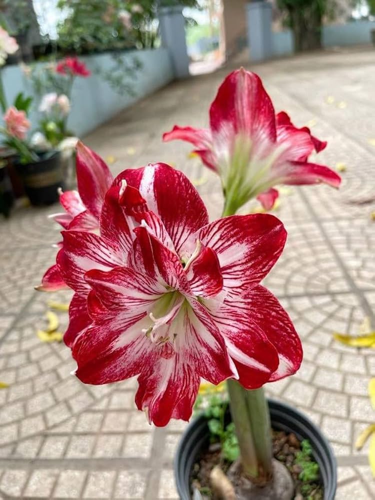Light Red White Amaryllis Flower Seeds for Planting Fragrant Blossoms Heirloom & GMO Free Seeds for Home Garden
 
 Sale