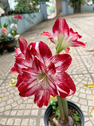 Light Red White Amaryllis Flower Seeds for Planting Fragrant Blossoms Heirloom & GMO Free Seeds for Home Garden
 
 Sale