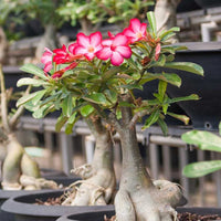 Dorset Adenium Flower seeds for Planting Drought Tolerant Heirloom & GMO Free Seeds for Home Garden 
 
 Sale
