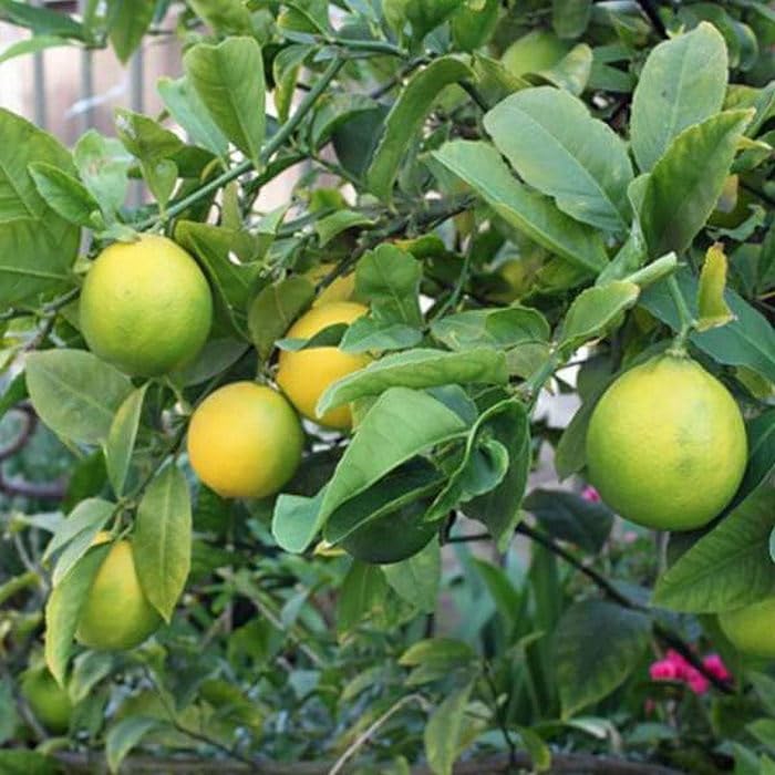 Lemon Fruit Seeds for Easy Planting - Indoor & Outdoor Gardening
