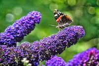 Buddleia Flower seeds for Planting - Sun Loving, Heirloom & GMO Free Seeds for Home Garden
 
 Sale for planting in home garden.