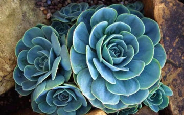 Sky Blue Succulent Flower seeds for Planting - Drought Tolerant, Heirloom & GMO Free Seeds for Home Garden
 
 Sale for planting in home garden