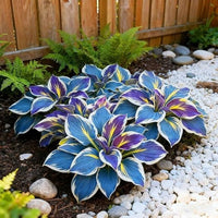 Hosta Jardin Flower seeds for Planting - Fragrant Blossoms, Heirloom & GMO Free Seeds for Home Garden