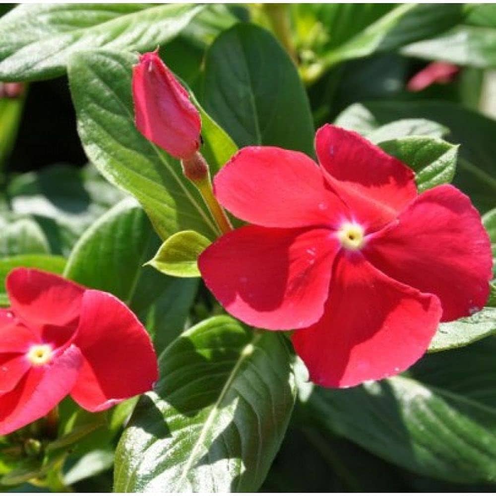 Vinca Catharanthus roseus Flower Seeds for Planting