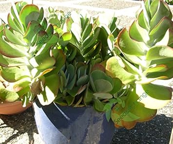 Green Kalanchoe Thyrsiflora Flower seeds for Planting - Sun Loving, Heirloom & GMO Free Seeds for Home Garden
 
 Sale seeds for home garden