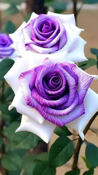 White Purple Away Rose Flower Seeds for Planting Compact Growth Heirloom & GMO Free Seeds for Home Garden
 
 Sale